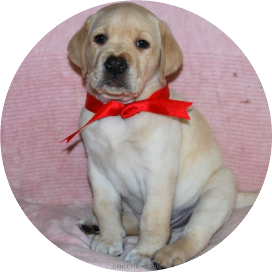 男の子レッド(A child of & ) 男の子レッド